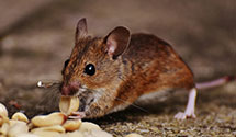 24 Hour & Emergency Exterminators in Briarcliff, PA